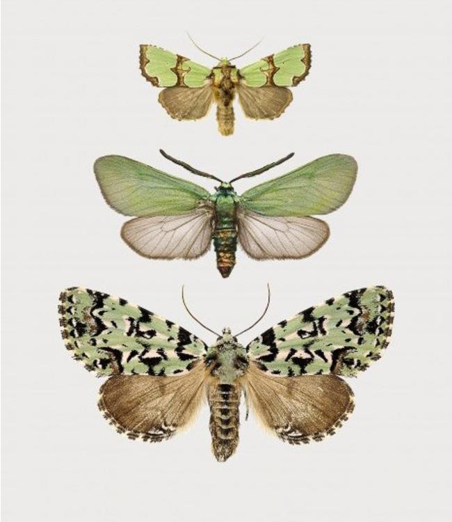 Green Butterflies Mini print | A5 in black frame