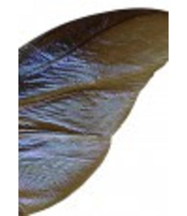 Macro photo Poster Scarab | 30x40 cm