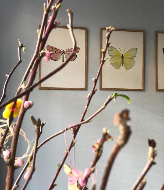 Macrofoto Poster | Utethesia ornatrix