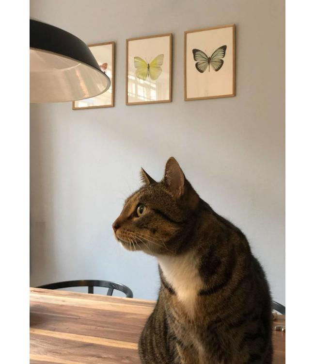 Macrofoto Poster | Vlinder Appias celestina