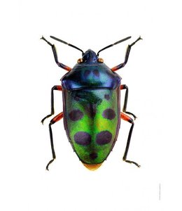 Macrofoto Jewel Bug  A4
