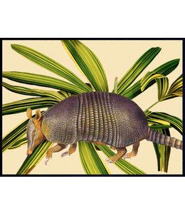 Poster Armadillo | 20x25cm