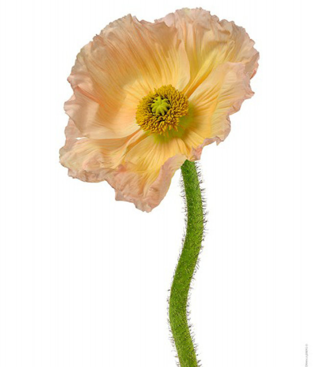 Macrofoto Poster Papaver bloem 30x40 cm