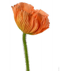 Macrophoto Print Flower Corn Poppy