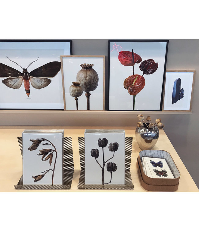 Macro photo Poster Poppy Pods 30x40 cm