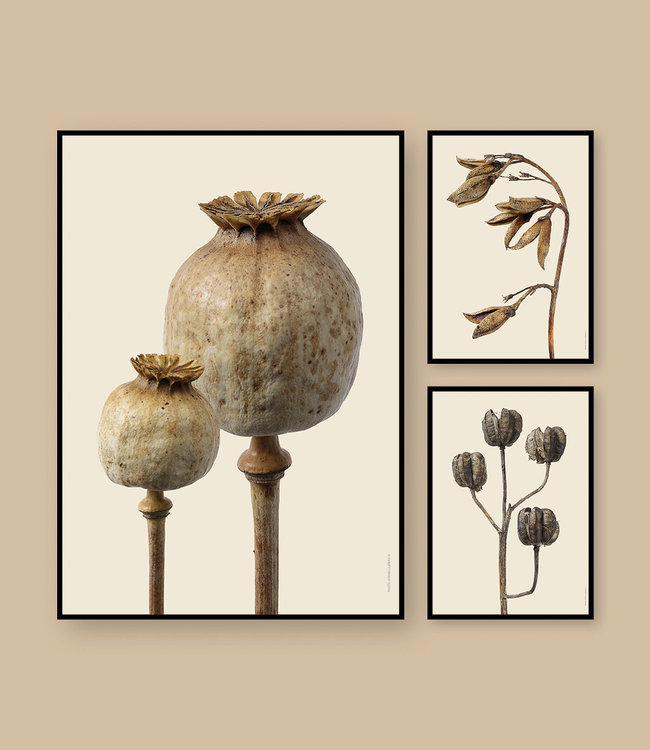 Macro photo Poster Poppy Pods 30x40 cm