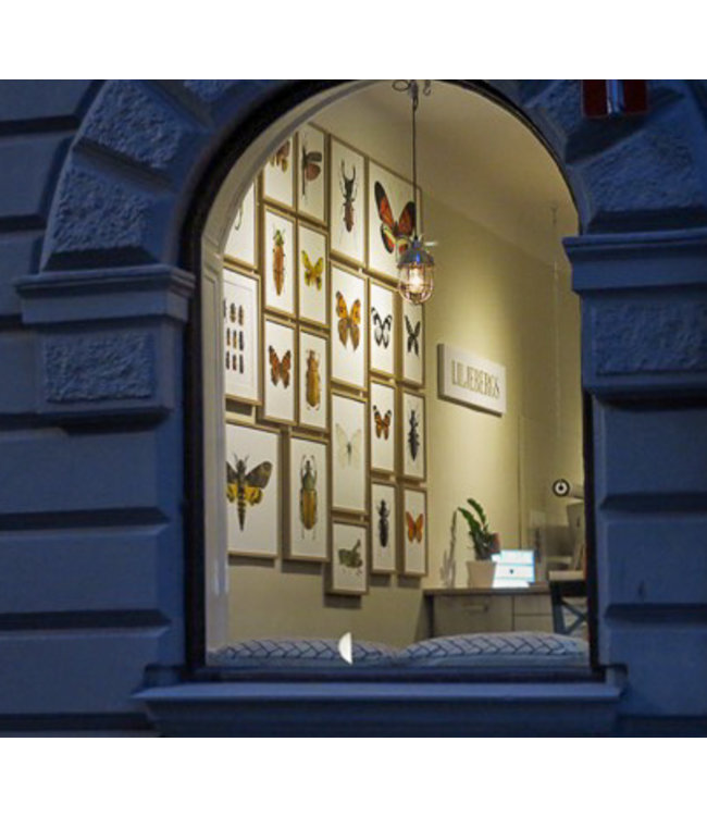 Macro photo Poster Martagon Lily A4