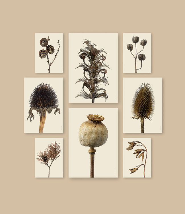 Macro photo Poster Martagon Lily A4