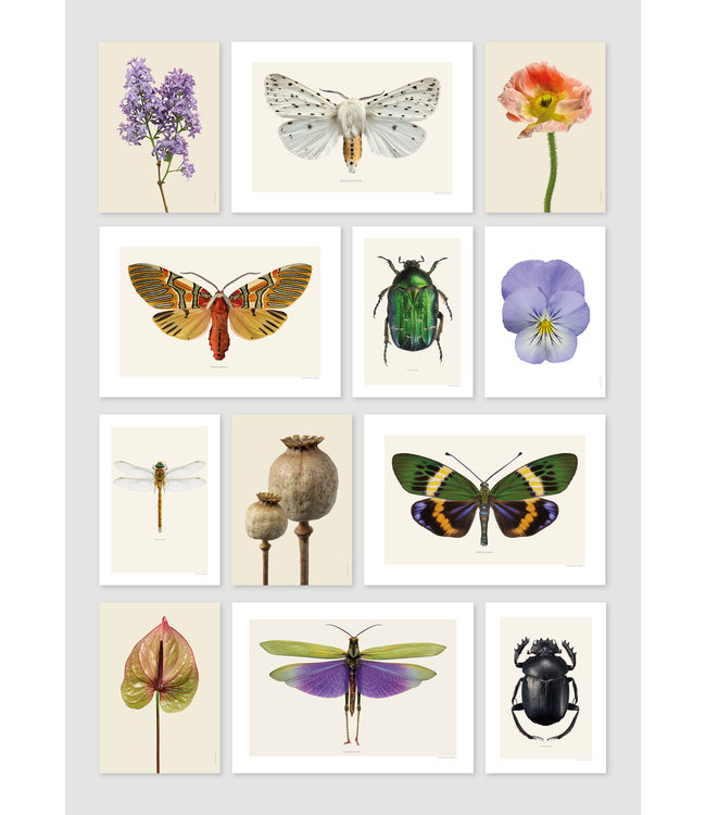 Macro photo Poster Purple Coneflower A4