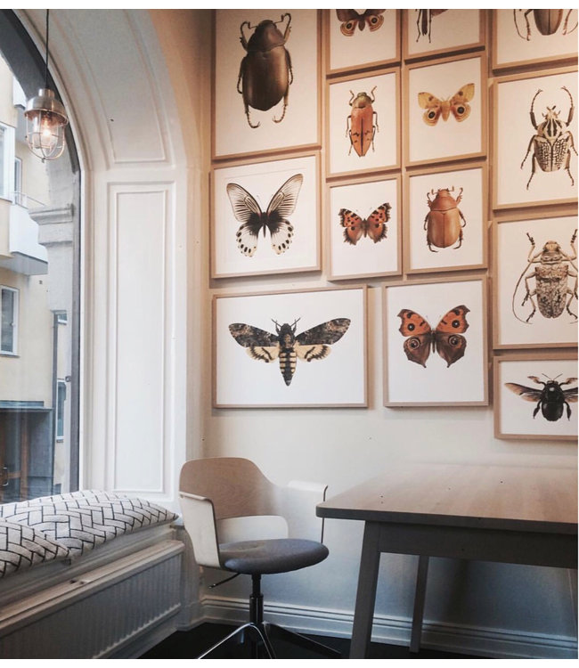 Macro photo Poster Purple Coneflower A4