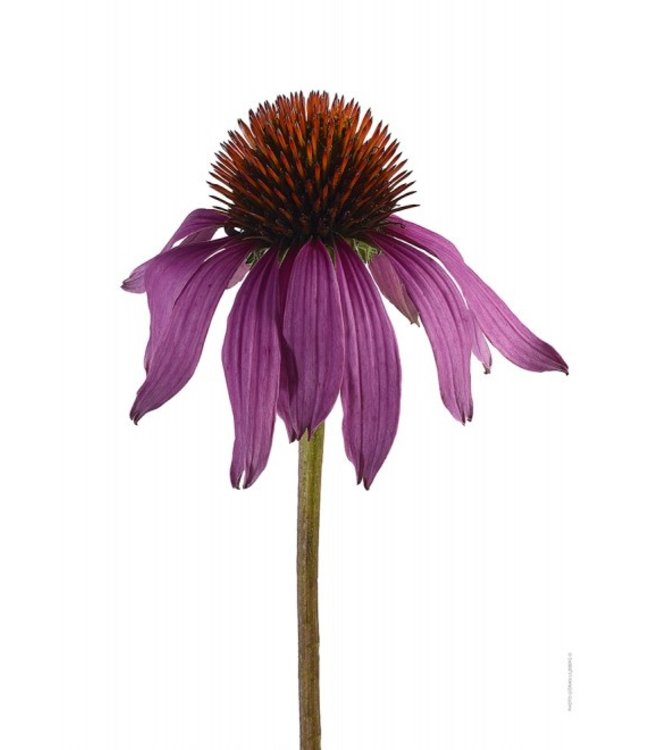 Macro photo Poster Purple Coneflower A4