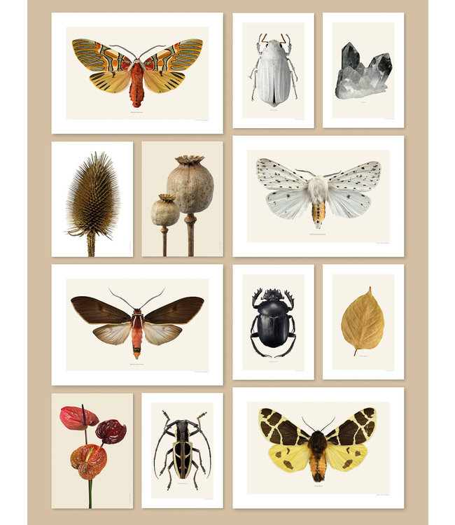 Macro photo Poster Flower Wild Teasel 30x40 cm