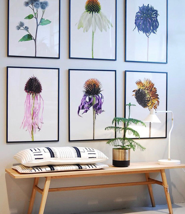 Macro photo Poster Echinacea Purpurea Alba 30x40cm