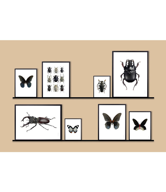 Macrofoto Poster | Beetles Black & White