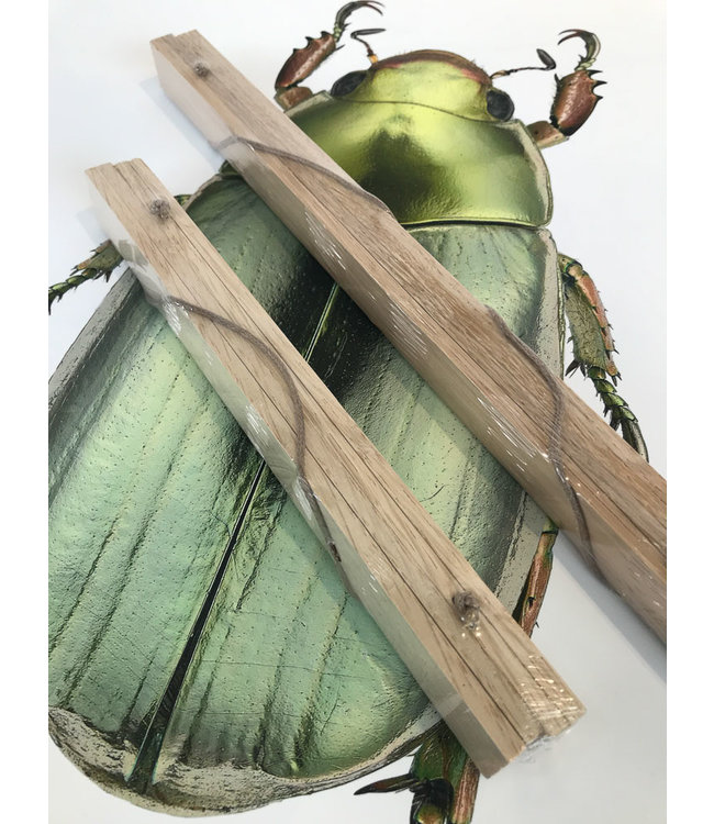 Collage Foto Poster zwarte Insecten Black bugs | 30x40 cm