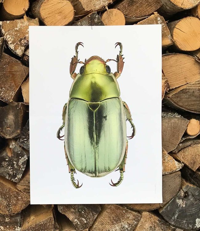 Macrofoto Poster | Chrysina strasseni | Glimmende kever