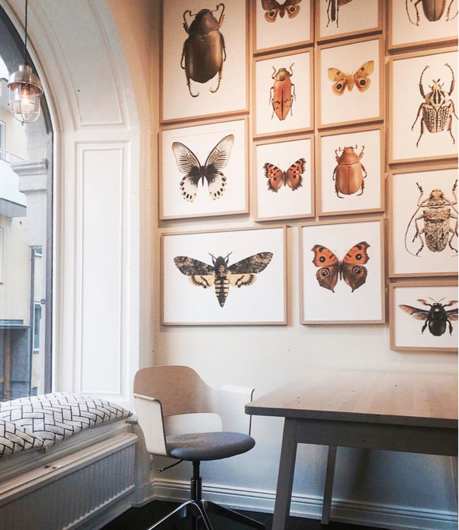 Macrofoto Poster | Chrysina strasseni | Green Bug