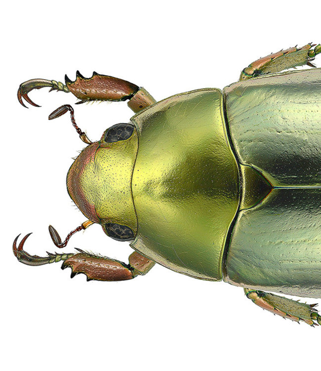 Macrofoto Poster | Chrysina strasseni | Green Bug