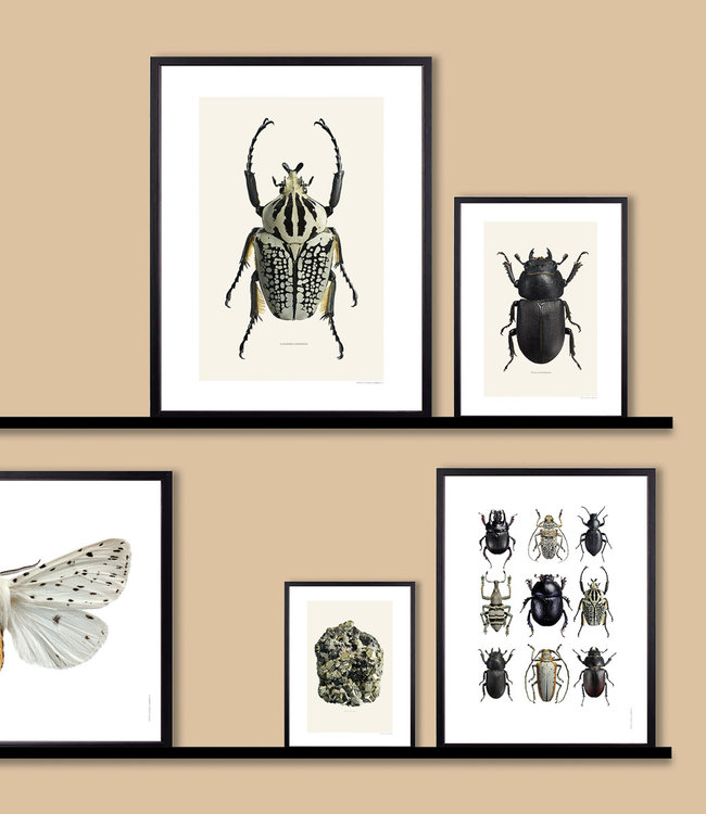 Macrofoto Poster Bug | Goliathus orientalis