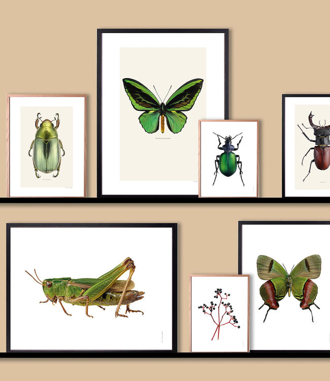 Macrofoto Poster | Eupholus cuvieri | green bug