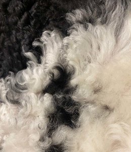 Lambskin Tibetan | mottled