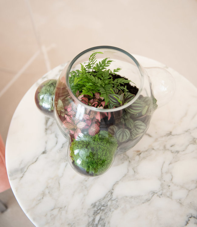 Weltevree Local Habitat Ecosysteem, vaas of terrarium