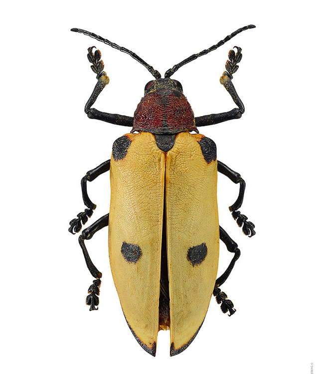 Macro photo Poster Yellow Bug | A4