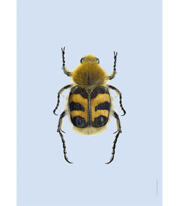 pastel bug Trichius fasciatus A4  1x print only pastel baby blue