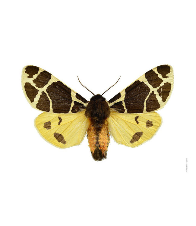 Poster Nightfly Arctica Flavia A4