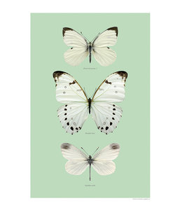 Blue Wings Butterflies | A4 - Copy