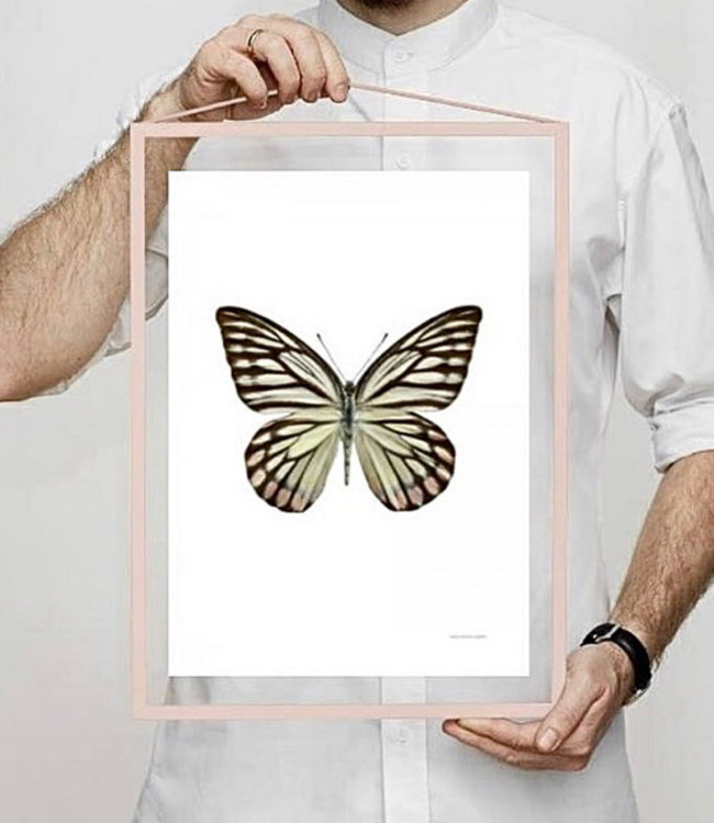 Print Delias hyparete vlinder A4