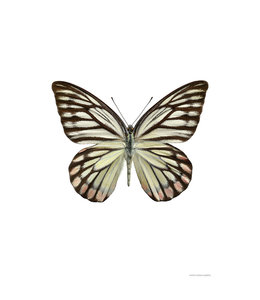 Foto print vlinder A4