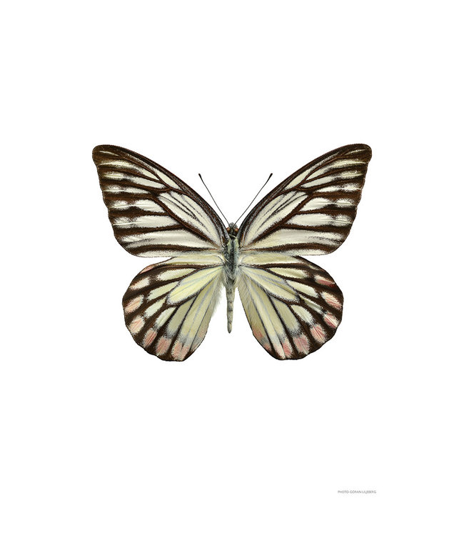 Print Delias hyparete butterfly A4