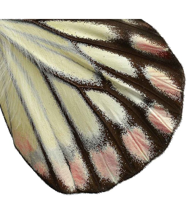 Print Delias hyparete vlinder A4