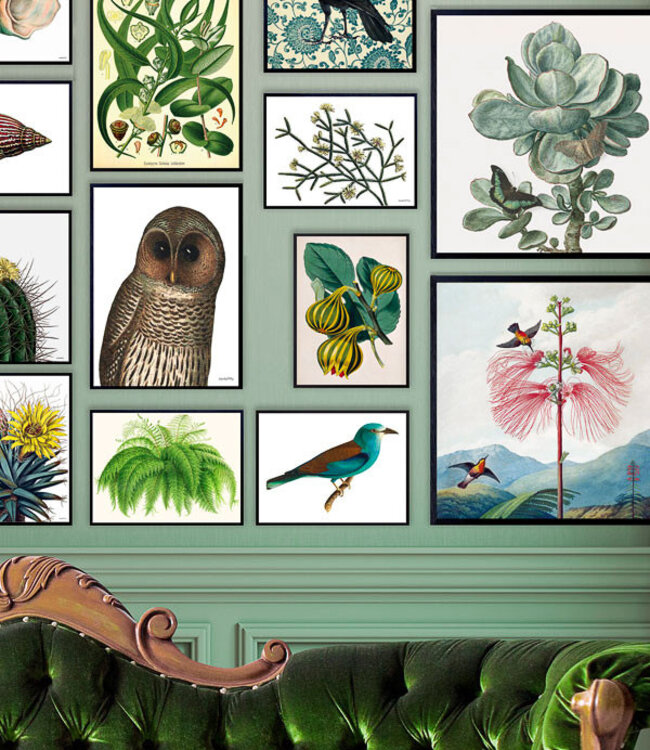 Retro Poster Print Succulent Vetplant