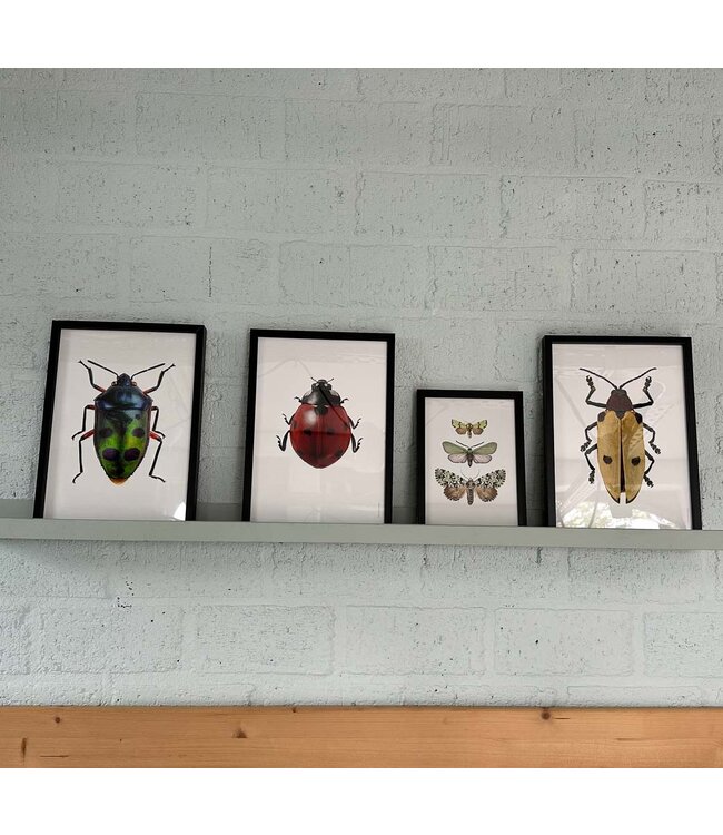 Macrofoto Poster Wants Chrysocoris stolli | A4