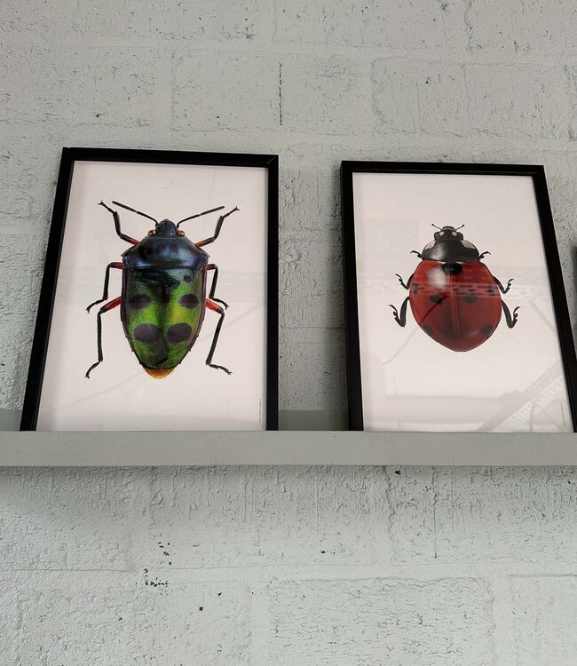 Macro photo Poster Jewel Bug | A4