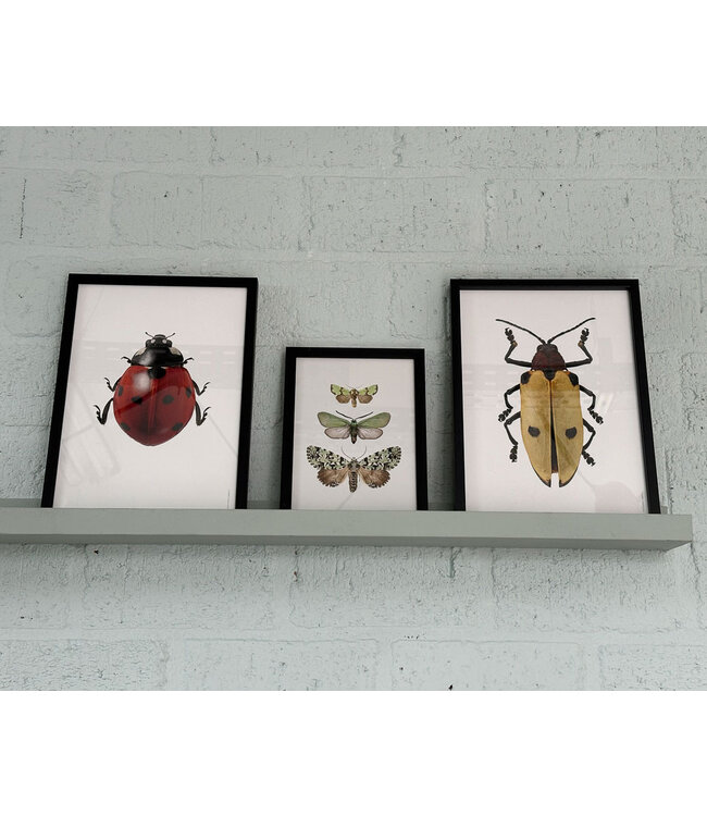 Macro photo Poster Ladybug | A4