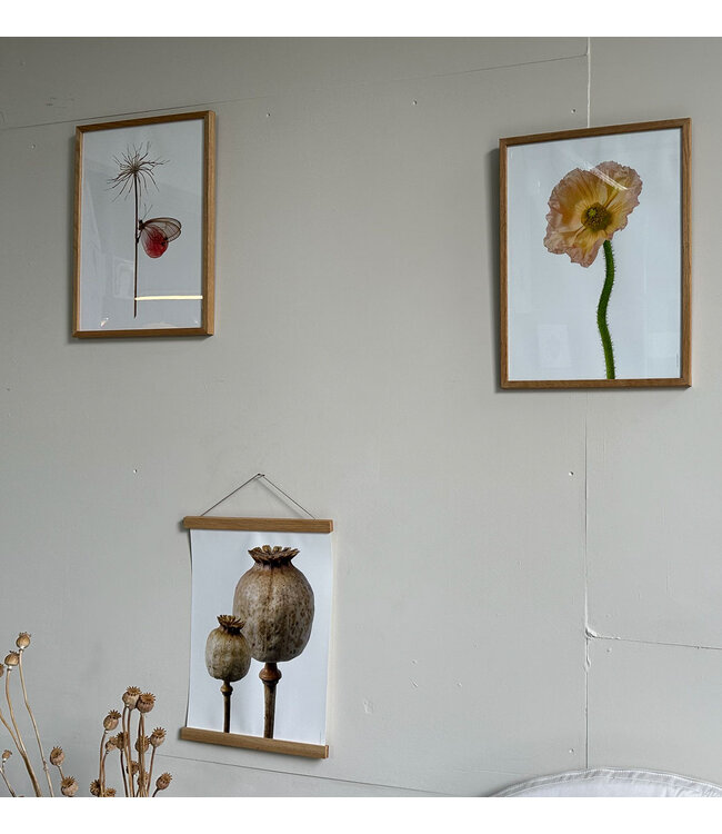 Macrofoto Poster Papaver zaaddozen 30x40 cm