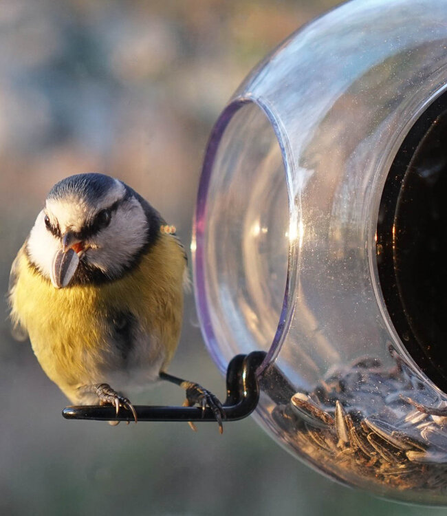 Born in Sweden Vogelvoeder set