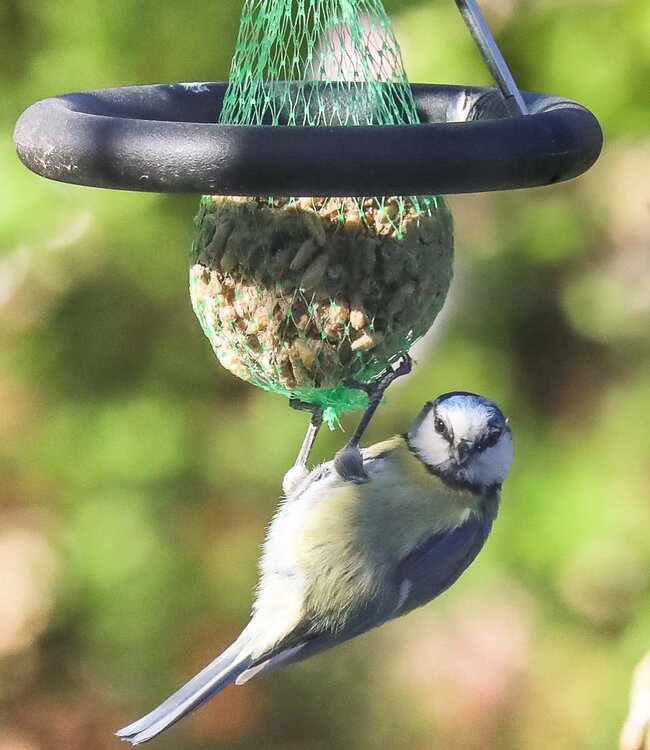 Born in Sweden Fatballhanger Tuinvogels