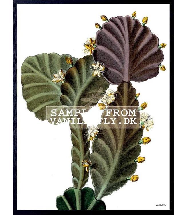 Print Vetplant Succulent