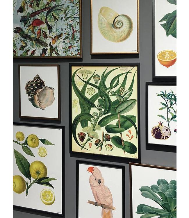 Print Plant Succulent