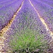 The Ohm Collection DEOdorant Lavender The Ohm Collection DEOdorant Lavender