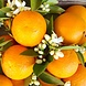 The Ohm Collection DEOdorant Neroli The Ohm Collection DEOdorant Neroli