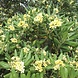 The Ohm Collection The Ohm Collection DEOdorant Gardenia The Ohm Collection The Ohm Collection DEOdorant Gardenia
