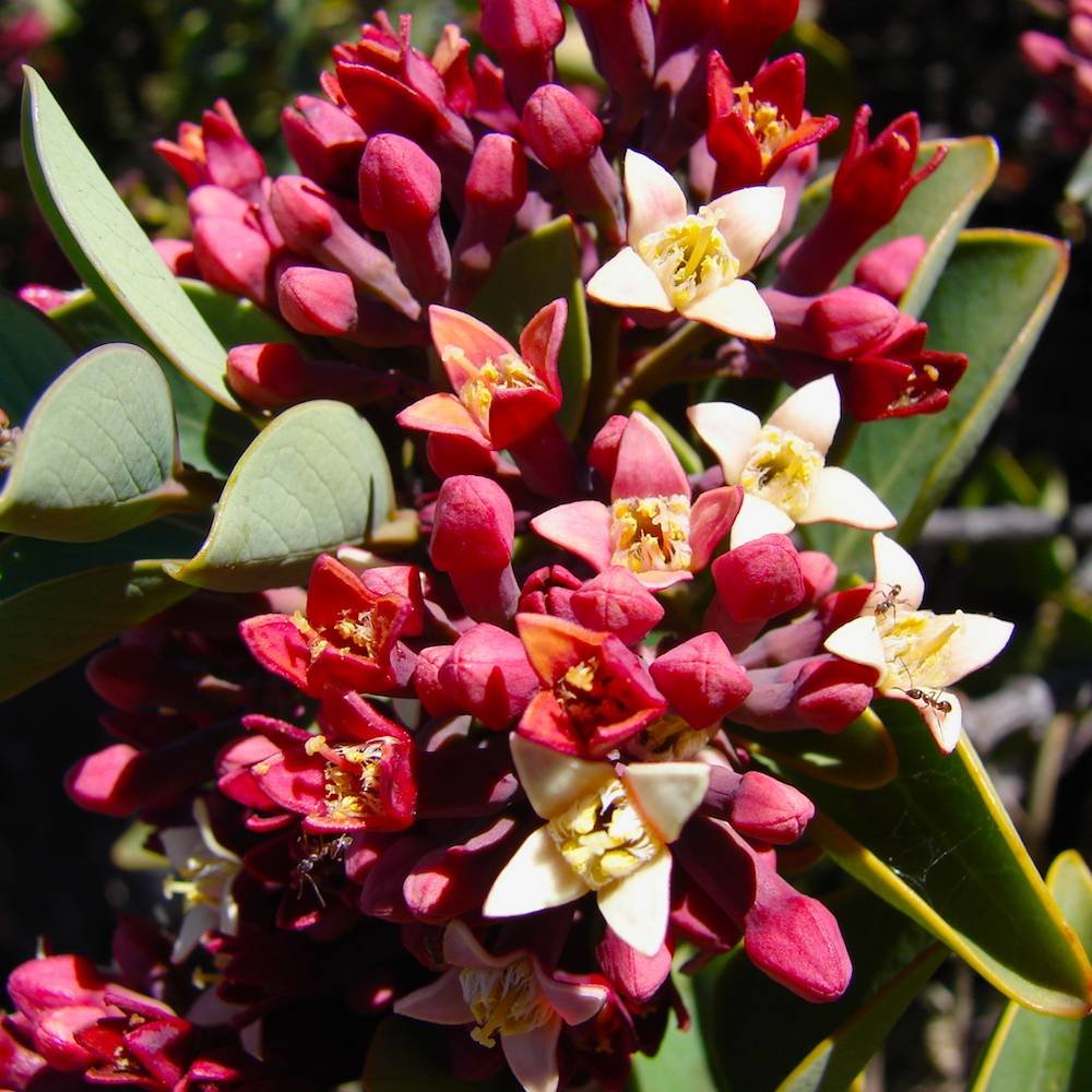 The Ohm Collection DEO Sandelholz The Ohm Collection DEO Sandelholz