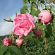 The Ohm Collection DEODorant Rose The Ohm Collection DEODorant Rose