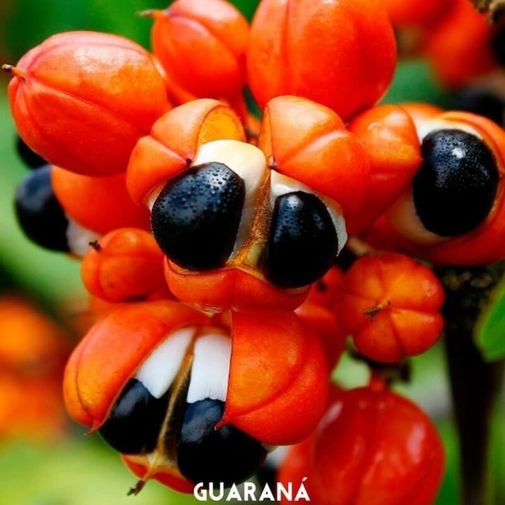 Surya Brasil Color Fixation Restorative Shampoo Surya Brasil Color Fixation Restorative Shampoo