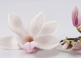 Eco Cosmetics Eco Cosmetics